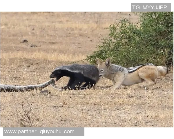 莫雷利亚与普马斯激战在即谁能在这场对决中笑到最后